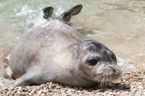 Foca monaca mediterranea avvistata a Capri – Il video
