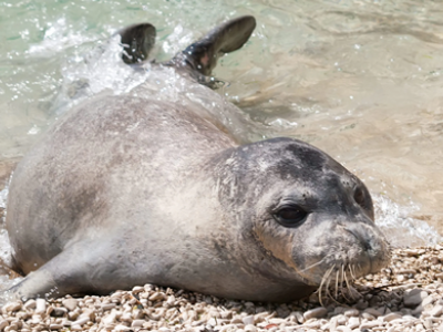 Foca monaca mediterranea avvistata a Capri – Il video 