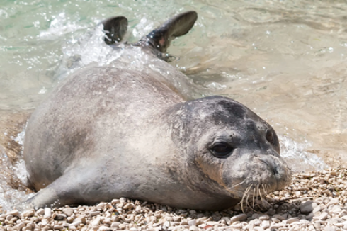 Nelle acque di Marina Di Lesina in Puglia eccezionale conferma: la foca monaca – Il video