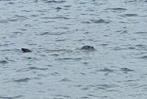 Nelle acque del Salento eccezionale conferma: la foca monaca. 