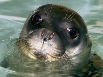 Eccezionale conferma: la foca monaca nelle acque del Salento - VIDEO 
