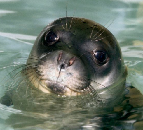 Eccezionale conferma: la foca monaca nelle acque del Salento - VIDEO 