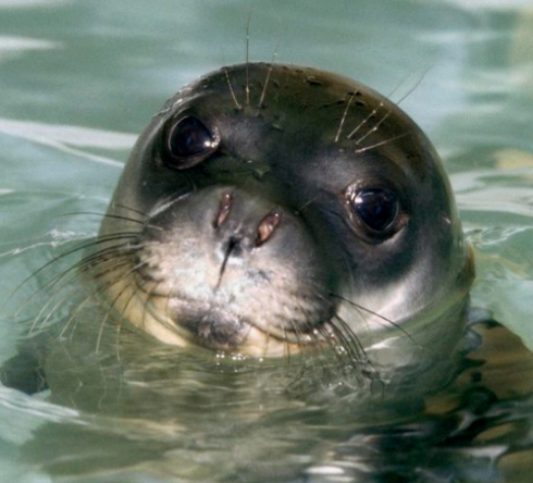 Eccezionale conferma: la foca monaca nelle acque del Salento - VIDEO