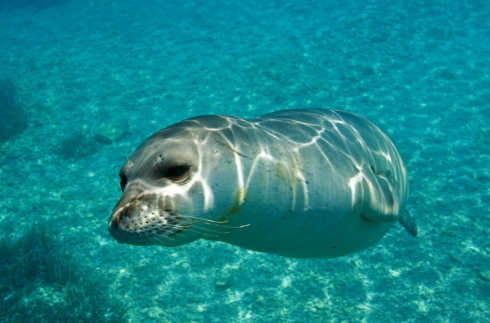 Ritorno nelle acque del Golfo di Napoli della foca monaca avvistata a pochi metri dalla costa