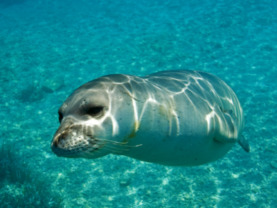 Ritorno nelle acque del Golfo di Napoli della foca monaca avvistata a pochi metri dalla costa