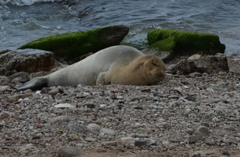 Foca monaca mediterranea avvistata per la prima volta sulle coste israeliane