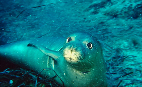 Foca monaca mediterranea avvistata nell’Area Marina Protetta del Plemmirio in Sicilia – Il video