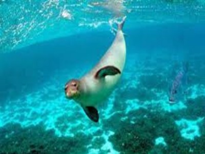 foca monaca grecia