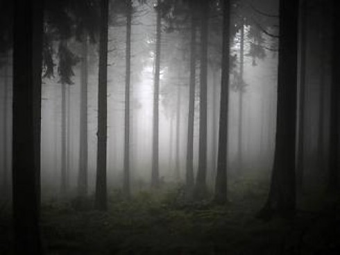 foresta foresta