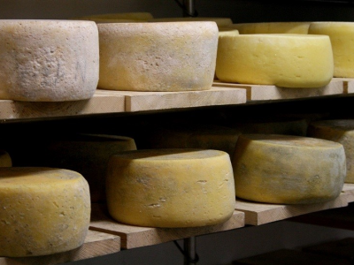 Escherichia Coli STEC nel formaggio a latte crudo La Magnocchetta &ndash; Valchiavenna a marchio Formaggi del Curto