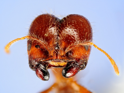 Trovata in Italia la formica di fuoco