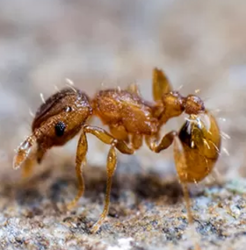 Specie aliene invasive: formica esotica estremamente pericolosa osservata per la prima volta in Francia