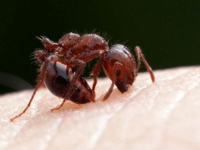 Shock allergico e negligenza medica: bambina muore per punture di formiche