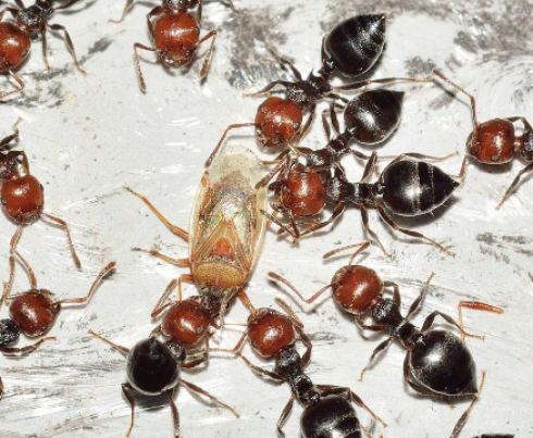 Agricoltura e Ambiente. Le formiche sono migliori dei pesticidi contro i parassiti agricoli.
