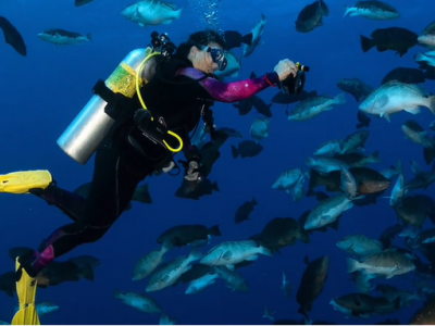 Isole Cayman, squalo ferisce fotografo impegnato a documentare l'aggregazione annuale delle cernie di Nassau