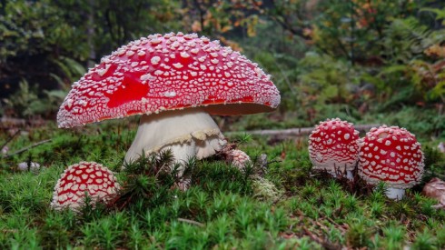 funghi funghi