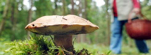 raccolta funghi raccolta funghi