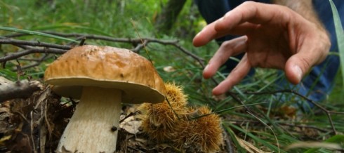È partita la stagione dei funghi ed i social lanciano la gara.