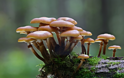 I funghi comunicherebbero tra loro attraverso un lessico composto da un massimo di 50 parole