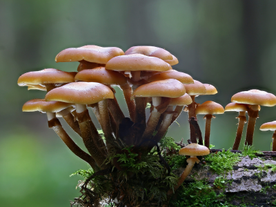 I funghi comunicherebbero tra loro attraverso un lessico composto da un massimo di 50 parole