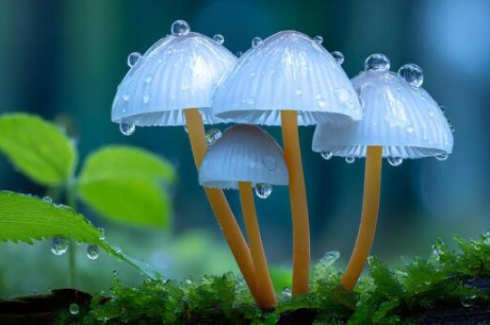 Grazie ad alcuni funghi possiamo far piovere