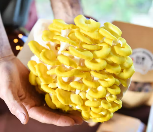 Allarme fungo alieno commestibile ma letale e altamente invasivo minaccia l’Italia