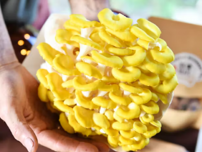 Allarme fungo alieno commestibile ma letale e altamente invasivo minaccia l&rsquo;Italia