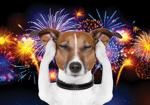 Botti di Capodanno pericolo letale per gli animali