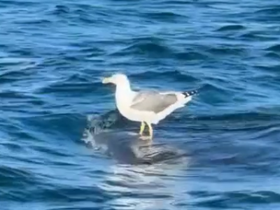 Un gabbiano pigro fà surf su di uno squalo balena al largo della California: riprese rare