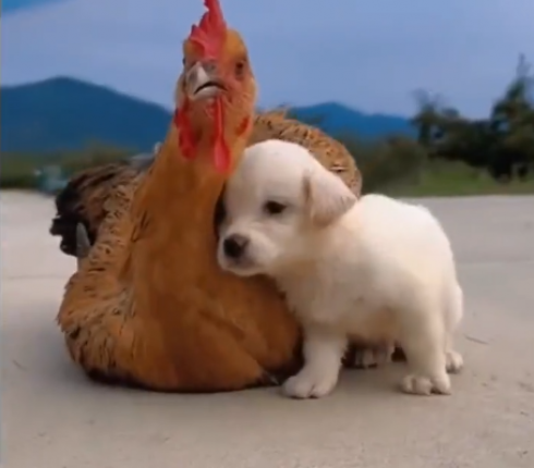 Una gallina adotta un cucciolo di cane abbandonato – Il video virale