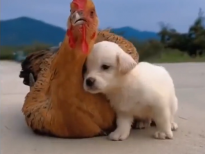 Una gallina adotta un cucciolo di cane abbandonato – Il video virale 	