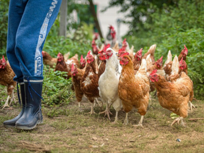 Evade dai domiciliari e viene arrestato perché le galline hanno bisogno di lui, assolto