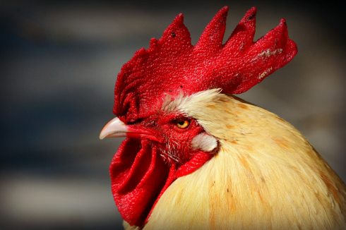Il gallo canta all'alba, multa da 166 euro al padrone.