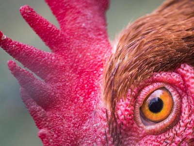 Australia: donna uccisa da un gallo