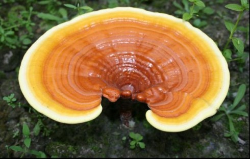 ganoderma lucidum ganoderma lucidum