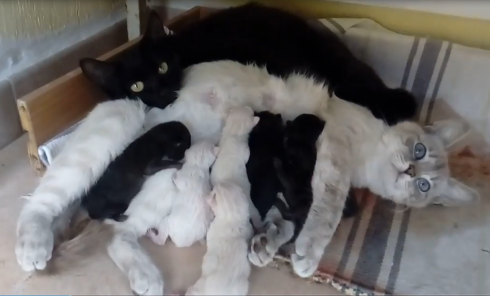 Gatta bianca e gatta nera (sorelle) partoriscono nello stesso momento e nello stesso posto cuccioli bianchi e cuccioli neri.