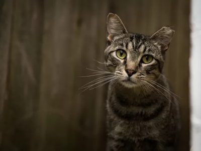 Un francese ritrova il suo gatto in Svizzera, quattro anni dopo averla persa in Italia.