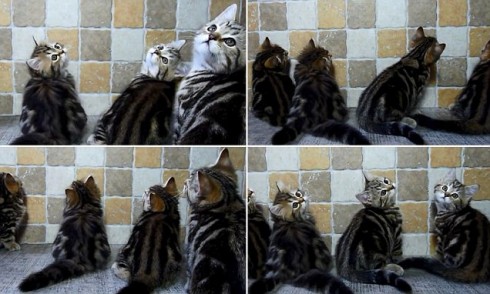 gatti gatti