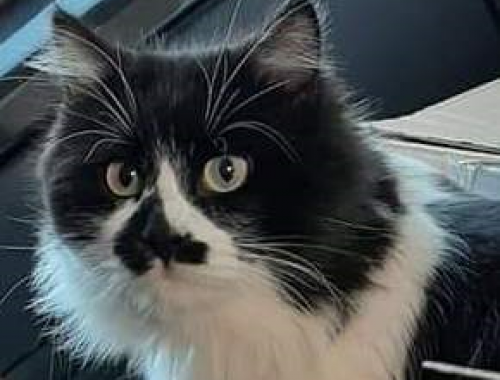 Animali strumentalizzati sui social a Lecce