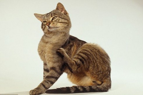 gatto gatto
