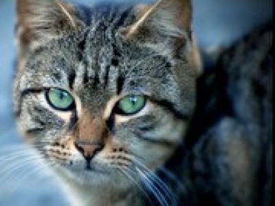 Animali in estinzione e specie aliene. Progetto shock in Australia: uccidere due milioni di gatti entro il 2020