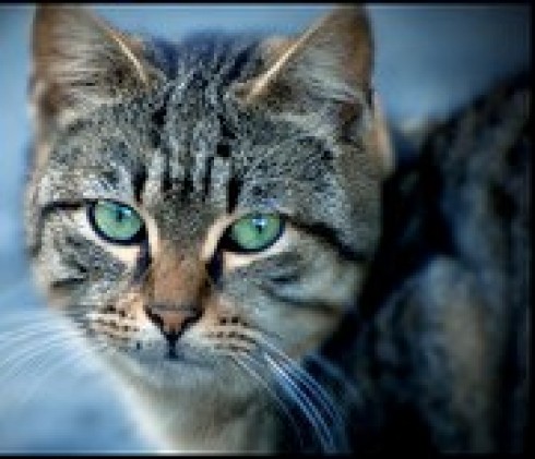 Animali in estinzione e specie aliene. Progetto shock in Australia: uccidere due milioni di gatti entro il 2020
