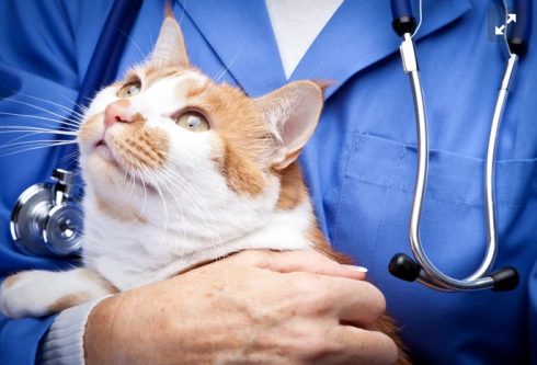 Un gatto contaminato dal suo proprietario in Belgio, "un caso isolato".