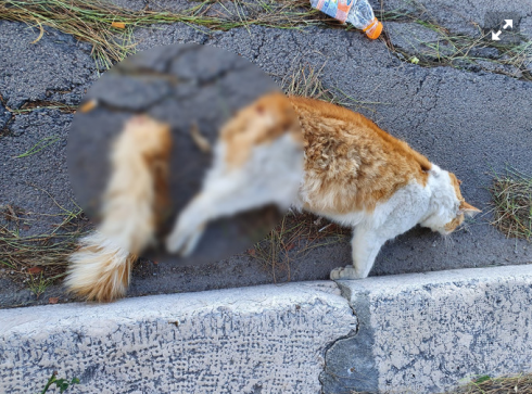 Gatto imbottito di petardi e fatto esplodere.