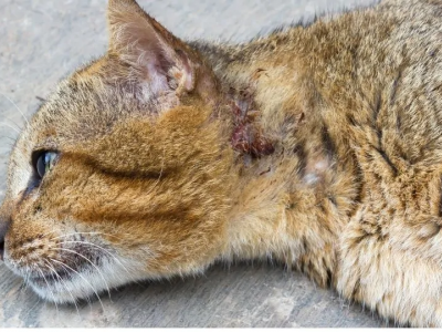 Crudeltà verso gli animali, tribunale riconosce un risarcimento a un gatto picchiato a morte