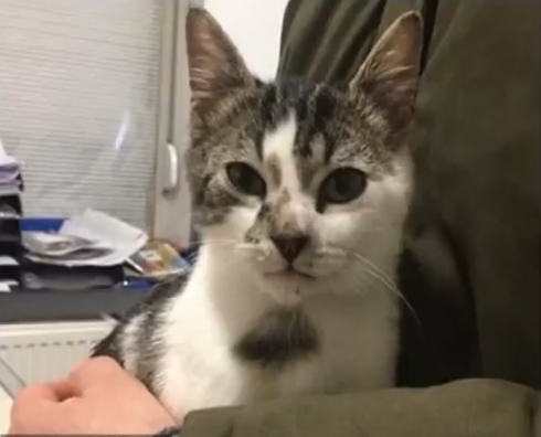 Scene che gelano il cuore: gatto messo nel microonde dai suoi padroni che postano il video su Snapchat - VIDEO 