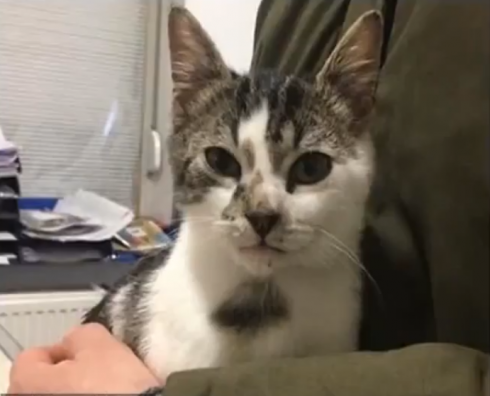 Scene che gelano il cuore: gatto messo nel microonde dai suoi padroni che postano il video su Snapchat - VIDEO