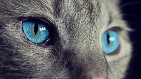 Gatti in coma etilico, cani ustionati con la candeggina: i veterinari mettono in guardia contro la disinfezione degli animali.