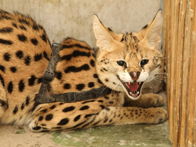 Cipro: gatti selvatici della savana hanno aggredito un bambino di 3 anni nel corridoio di un condominio