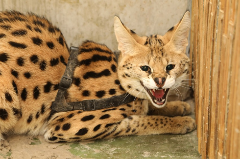 Cipro: gatti selvatici della savana hanno aggredito un bambino di 3 anni nel corridoio di un condominio